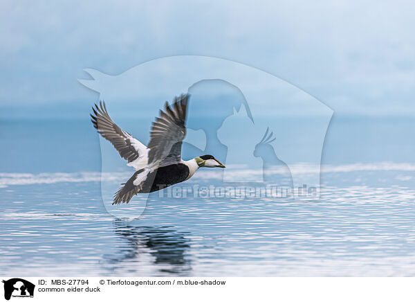 Eiderente / common eider duck / MBS-27794