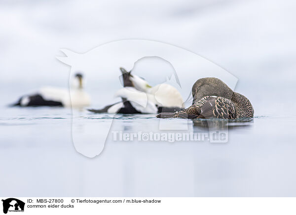 Eiderenten / common eider ducks / MBS-27800
