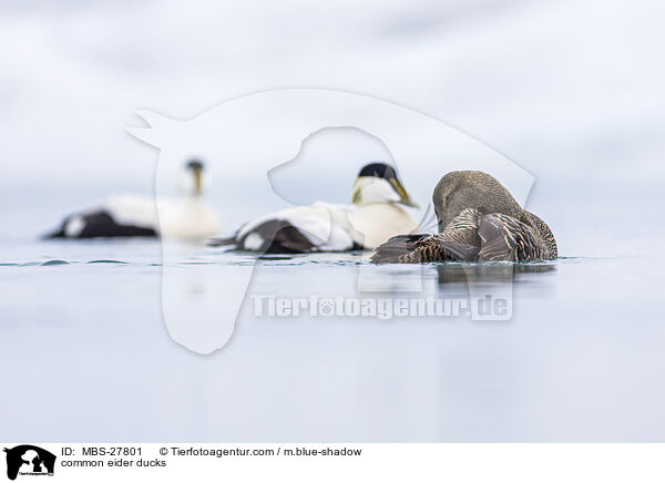 Eiderenten / common eider ducks / MBS-27801