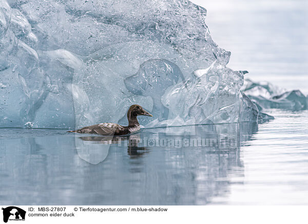 Eiderente / common eider duck / MBS-27807
