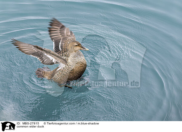common eider duck / MBS-27815