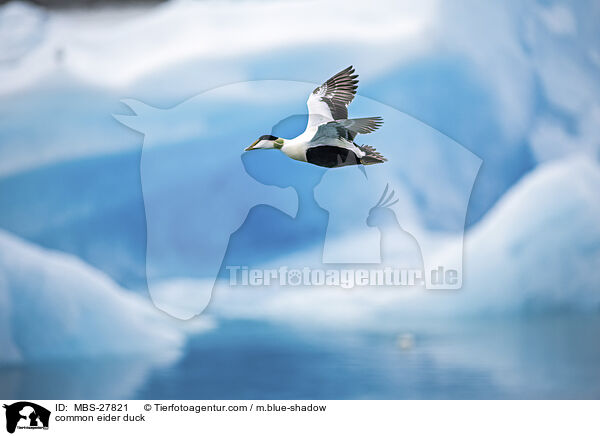 common eider duck / MBS-27821