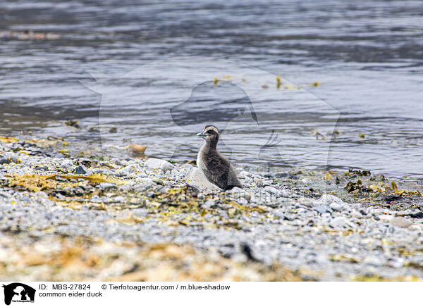 Eiderente / common eider duck / MBS-27824