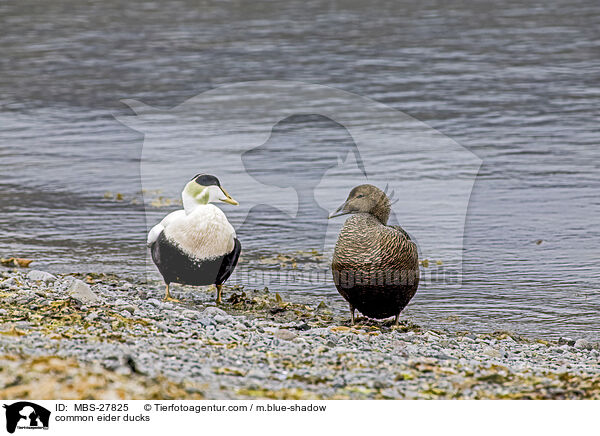 Eiderenten / common eider ducks / MBS-27825