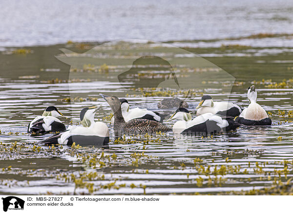 common eider ducks / MBS-27827