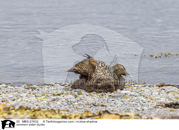 Eiderenten / common eider ducks / MBS-27832