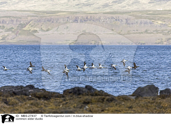 Eiderenten / common eider ducks / MBS-27837
