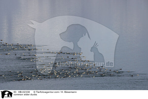 Eiderenten / common eider ducks / HB-02338