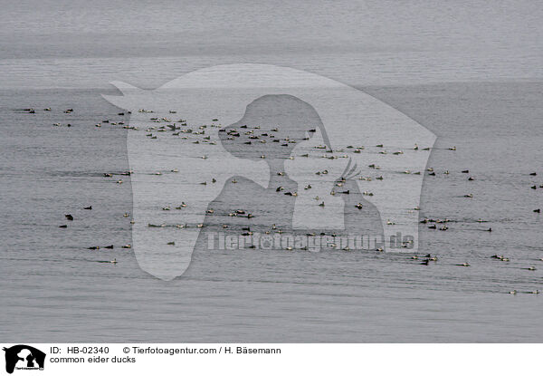 Eiderenten / common eider ducks / HB-02340