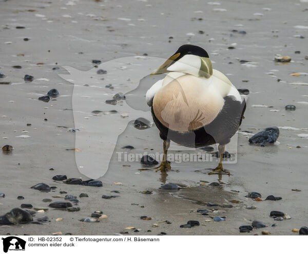 Eiderente / common eider duck / HB-02352