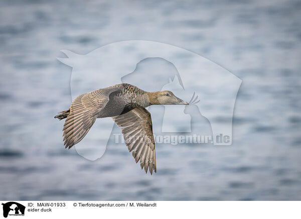 Eiderente / eider duck / MAW-01933