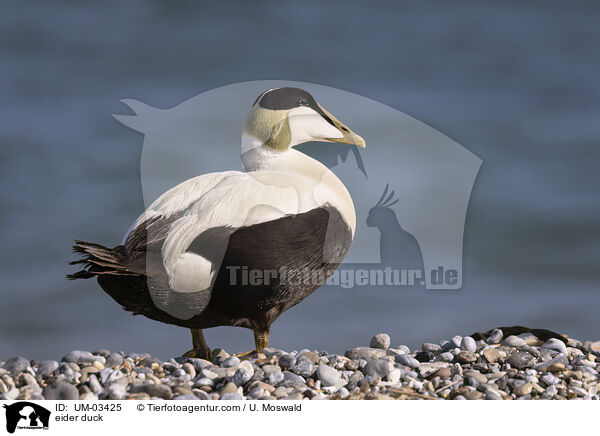 Eiderente / eider duck / UM-03425