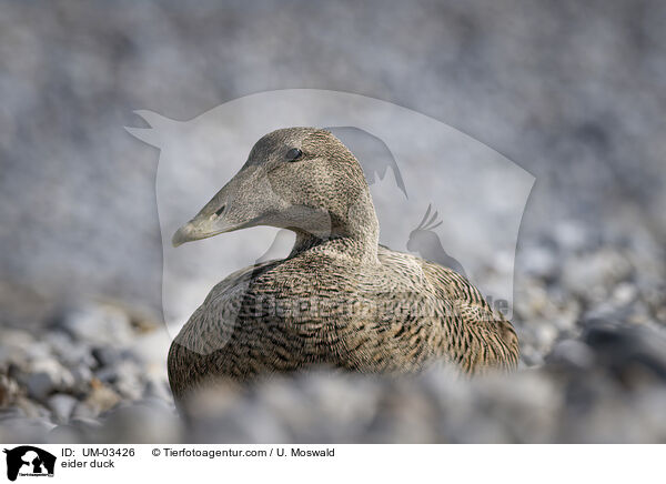 Eiderente / eider duck / UM-03426