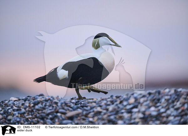 Eiderente / eider duck / DMS-11102