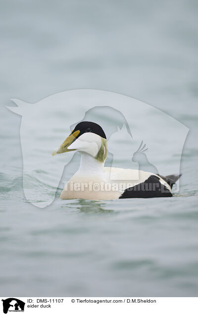 Eiderente / eider duck / DMS-11107
