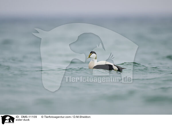 eider duck / DMS-11109
