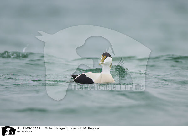 Eiderente / eider duck / DMS-11111