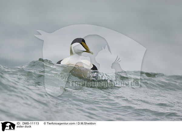 Eiderente / eider duck / DMS-11113