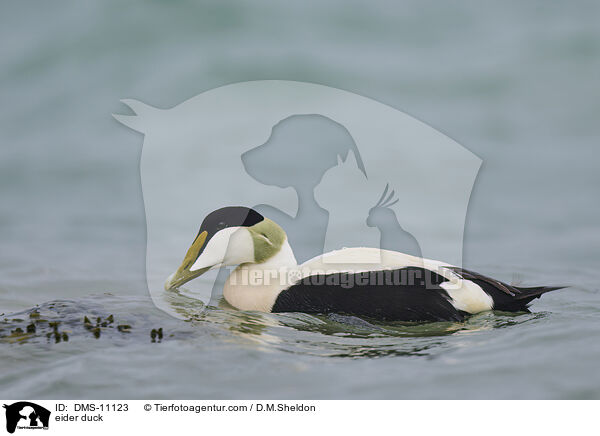 Eiderente / eider duck / DMS-11123