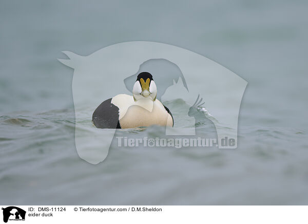 Eiderente / eider duck / DMS-11124