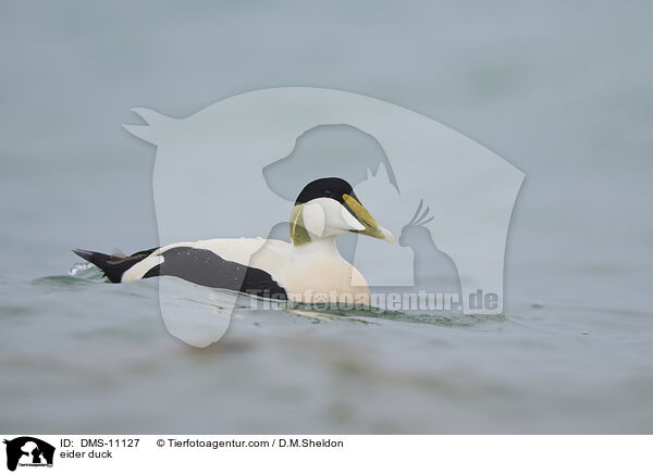Eiderente / eider duck / DMS-11127
