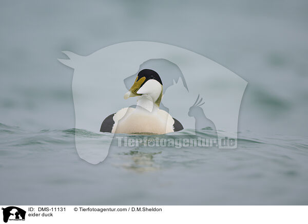 Eiderente / eider duck / DMS-11131