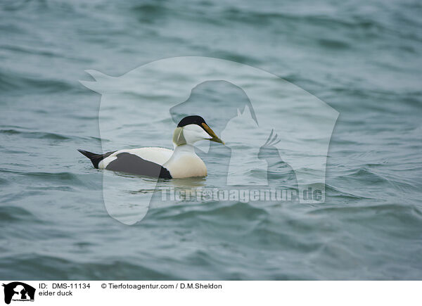 Eiderente / eider duck / DMS-11134