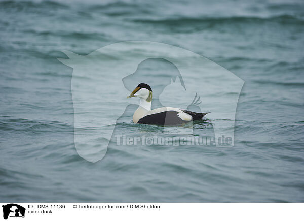 Eiderente / eider duck / DMS-11136