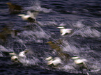 common eider ducks