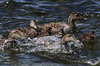 common eider ducks