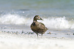 common eider duck