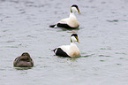 common eider ducks