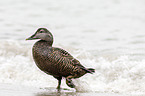 common eider duck