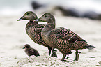 common eider ducks