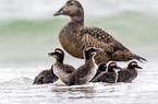 common eider ducks