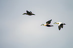 common eider ducks