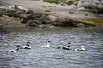 common eider ducks