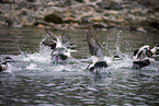 common eider ducks