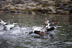 common eider ducks