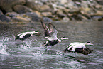 common eider ducks