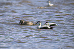 swimming Eider Ducks