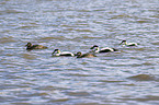 swimming Eider Ducks