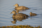swimming Eider Ducks