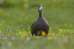 standing Eider Duck