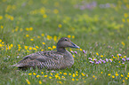sitting Eider Duck