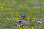 sitting Eider Duck