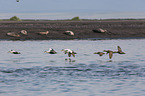 flying Eider Ducks