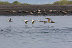 flying Eider Ducks