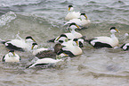 swimming Eider Ducks