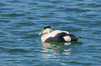 common eider duck